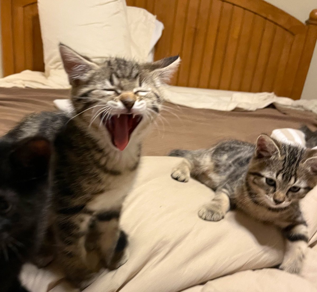 Ya know it’s #Caturday… we could’ve slept in. But no… you had to get the zoomies at 5am. 🥴🥱~#Caramel #kittens #CatsOfTwitter