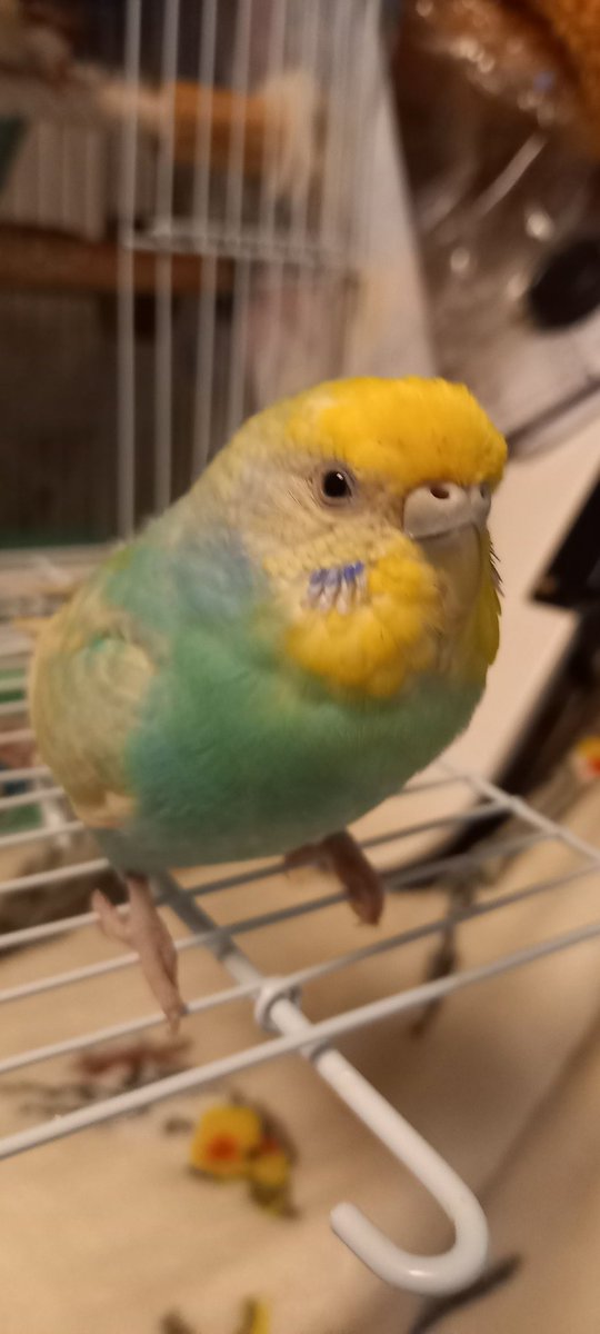 愛用していたインコです セキセイインコを探しています。 (@ruchi_pino) / X