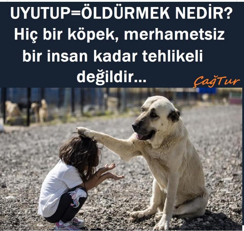 #HayvanKatliamıİstemiyoruz