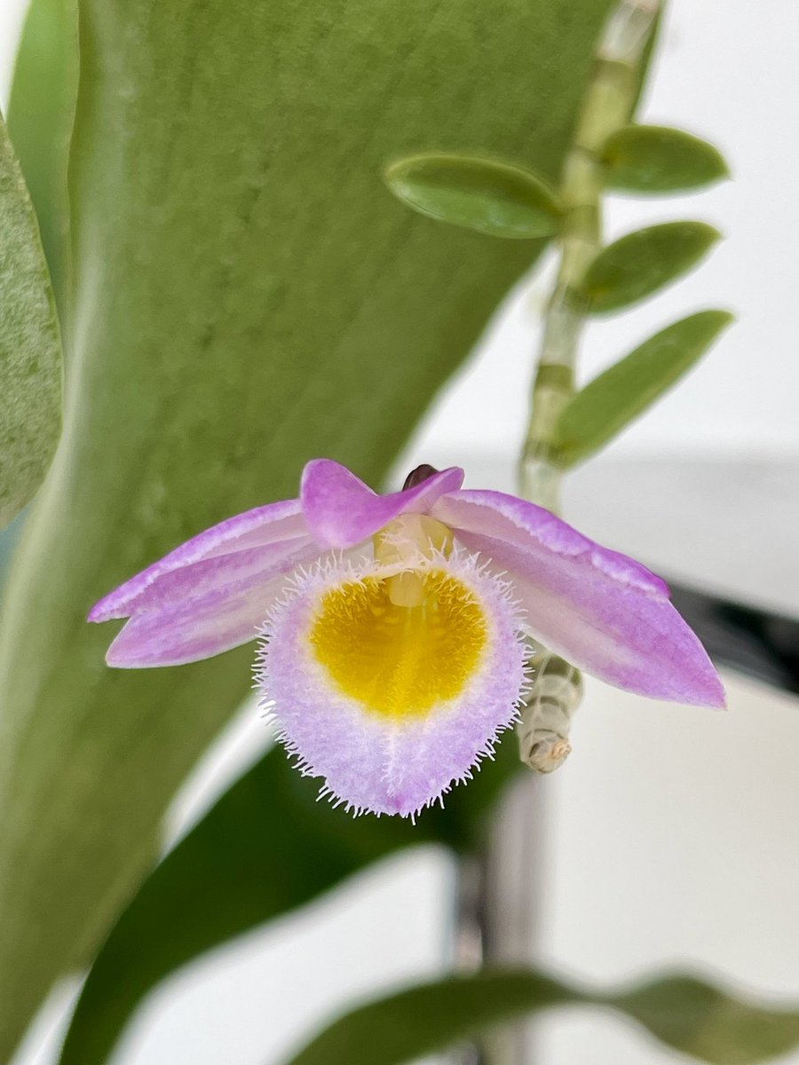 Dendrobium loddigesii #orchids