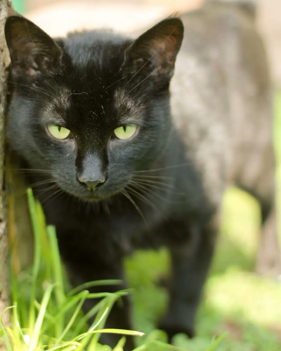 ❤️ MEKLĒ MĀJAS ❤️

OLIVERS - melnā pantēra baigi lunkanā. Liela auguma brašs runcēns. Draudzīgs ar visu pasauli, ar cilvēkiem un citiem minčukiem. Labākais draugs un ēna. Dikti komunikabls un šarmants. Vēl arī azartisks un rotaļīgs. Īsts Saulsstariņš melnā zamša kažociņā 😉❤️🐾