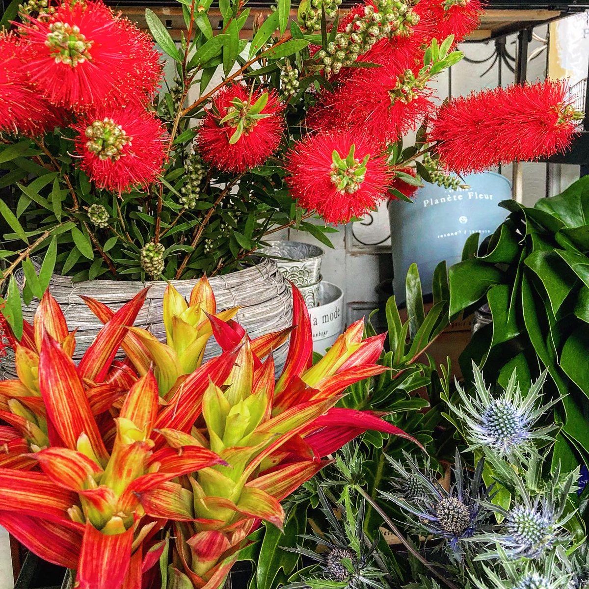 SHOParcobaleno's tweet photo. カリステモン❦#Callistemon/学名

属性：フトモモ科/ブラシノキ属
原産地：オーストラリア
和/別名：#キンポウジュ・ブラシノキ ・ハナマキ
英名：#Bottlebrush
#花言葉：恋の炎・気取る心
語源：Callistemon　ギリシャ語
　　　［kallos/美しい］［stemon/おしべ］

#red #aussieplants #photography https://t.co/58u2emNHRN