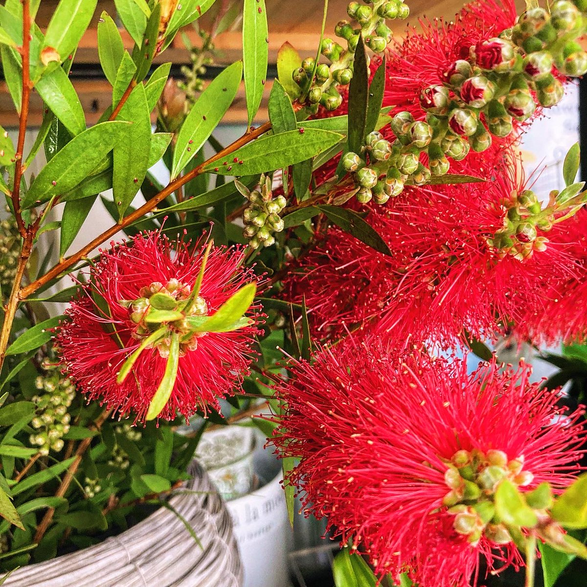SHOParcobaleno's tweet photo. カリステモン❦#Callistemon/学名

属性：フトモモ科/ブラシノキ属
原産地：オーストラリア
和/別名：#キンポウジュ・ブラシノキ ・ハナマキ
英名：#Bottlebrush
#花言葉：恋の炎・気取る心
語源：Callistemon　ギリシャ語
　　　［kallos/美しい］［stemon/おしべ］

#red #aussieplants #photography https://t.co/58u2emNHRN