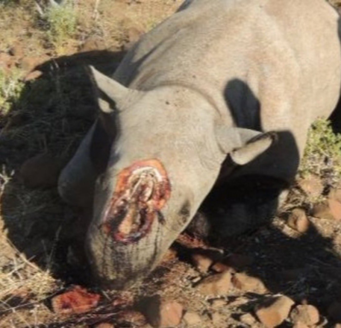 Namibia’s Ministry of Environment, Forestry and Tourism has announced that 28 rhinos have been poached in the country since January. 😡🦏 reuters.com/world/africa/n…