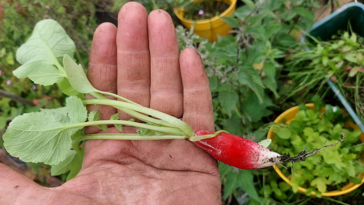 Just picked 🌱