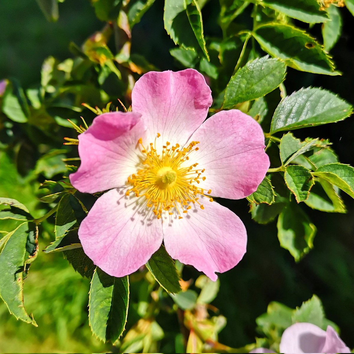 #flower #flowers #flowerpower #flowerlover #flowerphotography #flowerphoto #flowerlove #nature #naturephotography #naturephoto #naturelover #naturelove #garden #お花で幸せは世界共通 #floral #plants #plant #floweroftheday #blossom #flowermagic