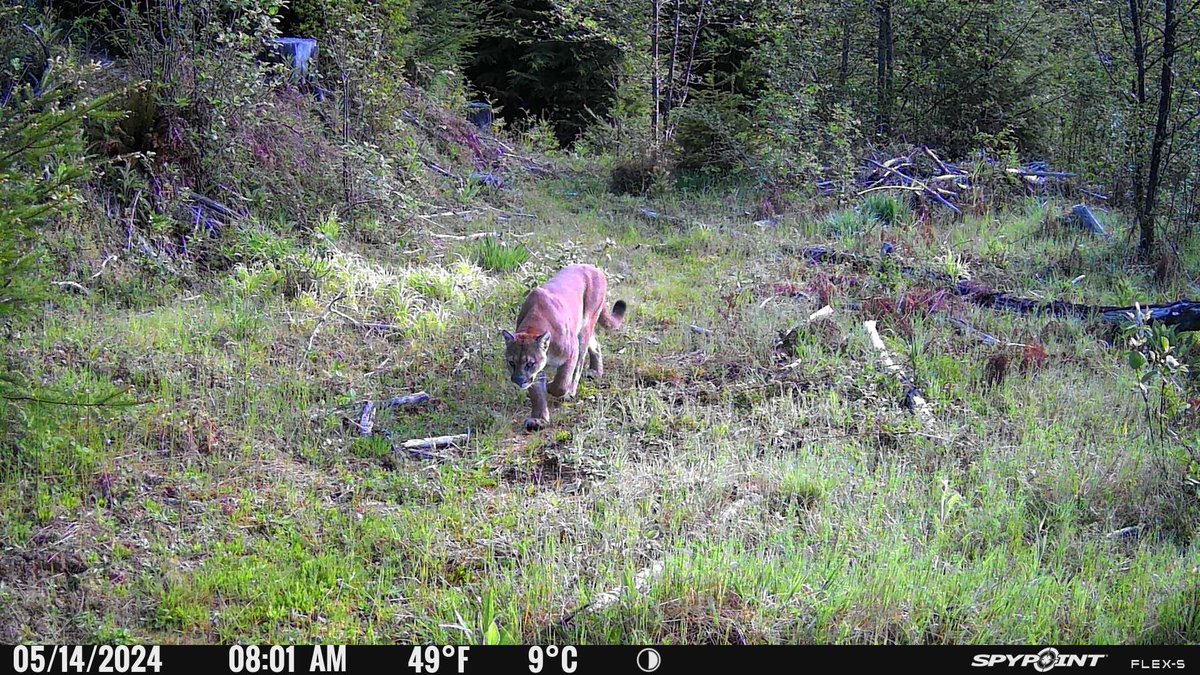 Morning prowl...

#spypoint #trailcamera #trailcam #whatgetsyououtdoors #gamecamera #trailcams #whyispypoint #trailcameras