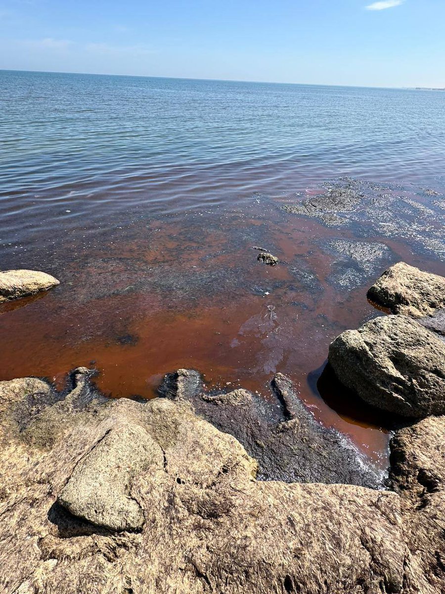 Another photo from 🇦🇿 reveals sewage draining directly into the sea. #COP29 is set in #Azerbaijan, where plastic-choked rivers flow & 60% of the government's budget comes from fossil fuel exports. Yet, the @UNFCCC chose authoritarian & environmentally disastrous 🇦🇿 as the host.