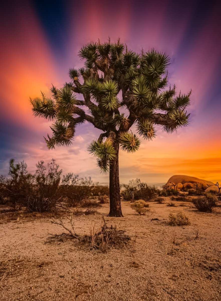 CosmicCowboy's tweet image. Good morning friends. It's going to be a nice day in Wonder Valley. I hope your day is great wherever you are. #SaturdayMorning #GoodMorningTwitter