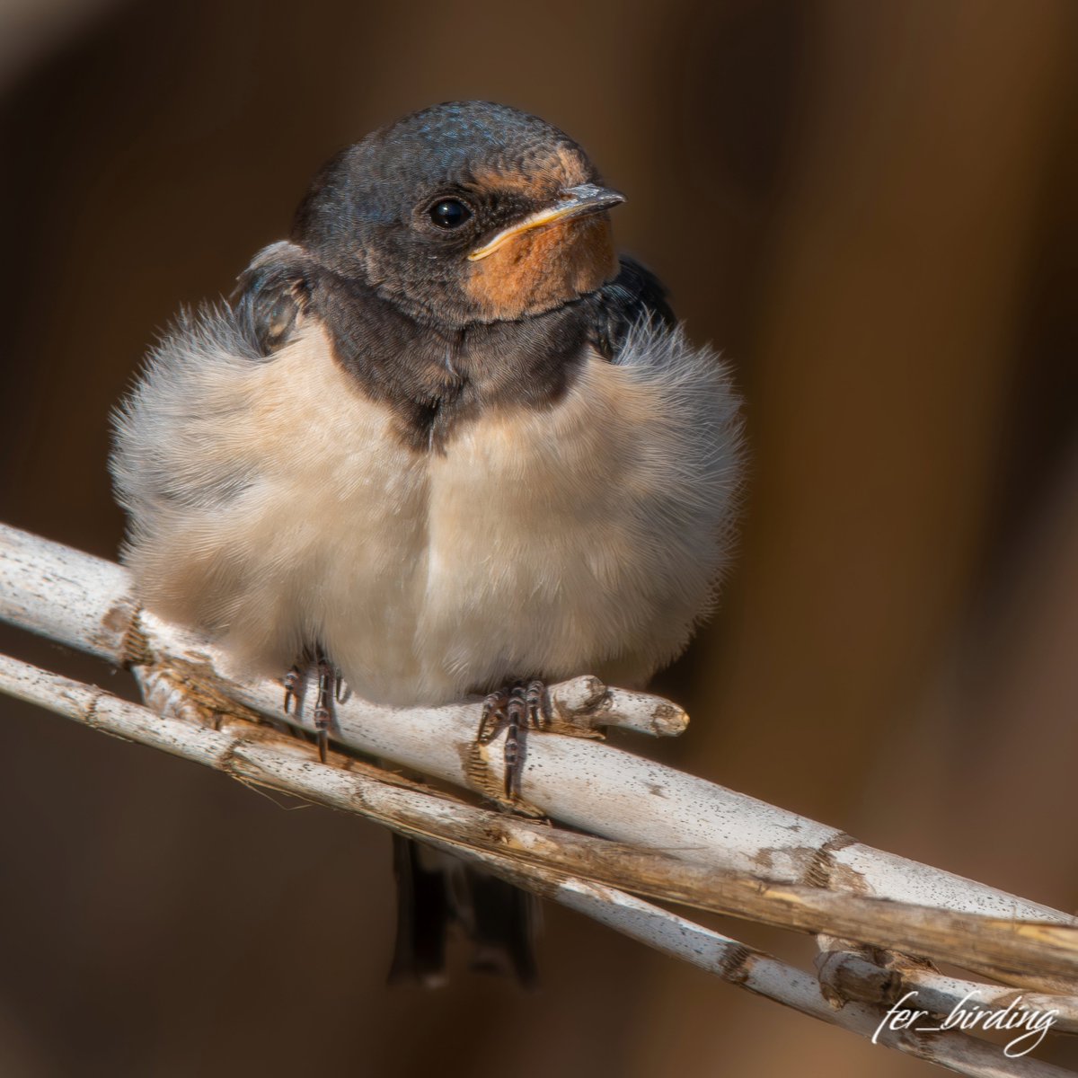 Golondrina común europea​ (juvenil) (𝐻𝑖𝑟𝑢𝑛𝑑𝑜 𝑟𝑢𝑠𝑡𝑖𝑐𝑎 𝑟𝑢𝑠𝑡𝑖𝑐𝑎)

Barn swallow