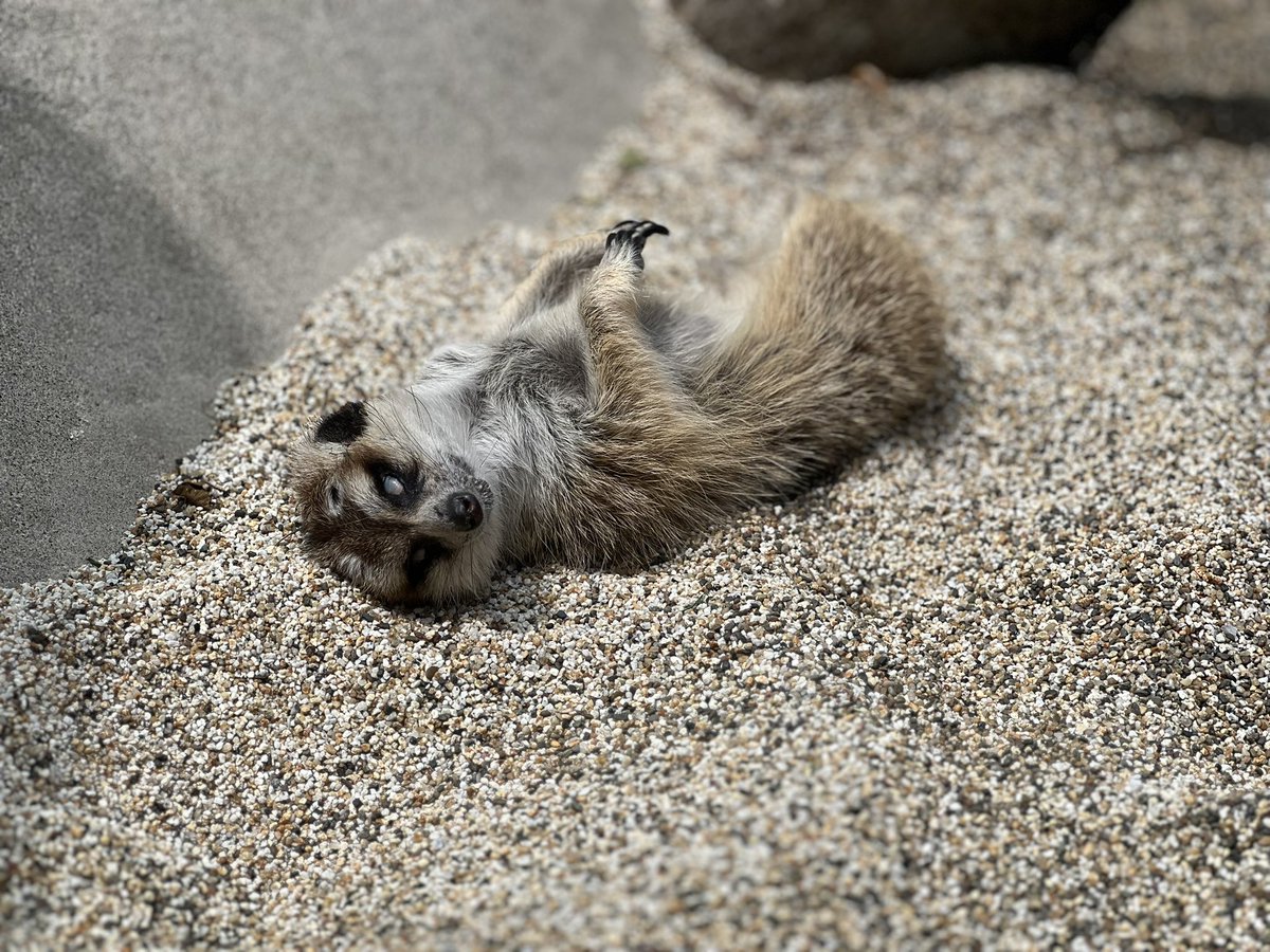 ぽかぽか☀️が大好きな ミーアキャット 太陽で温められた砂や ヒーターで暖をとっています 寒くなる 14:30頃には獣舎に帰るので 早めに会いにきて下さい #ミーアキャット #animal #zoo #meerkat #ペンギンビレッジ #那須どうぶつ王国