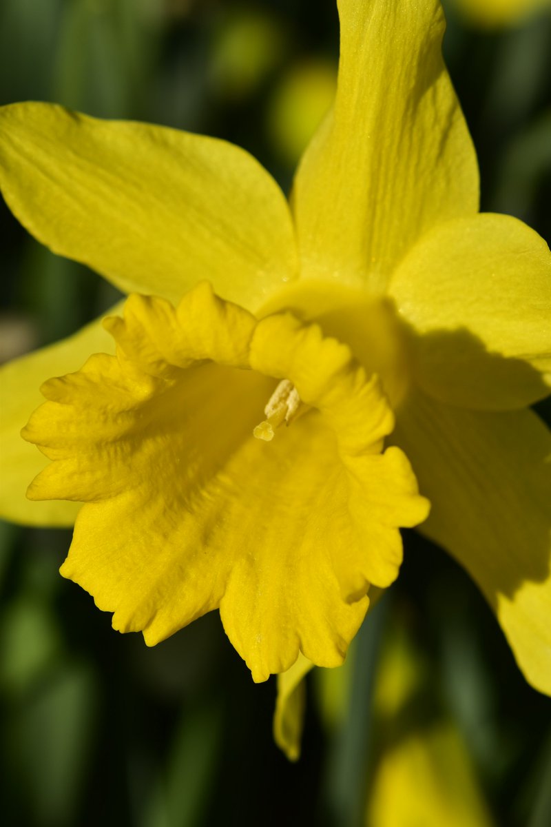 FPImages's tweet image. Daffodil close-up, spring impressions