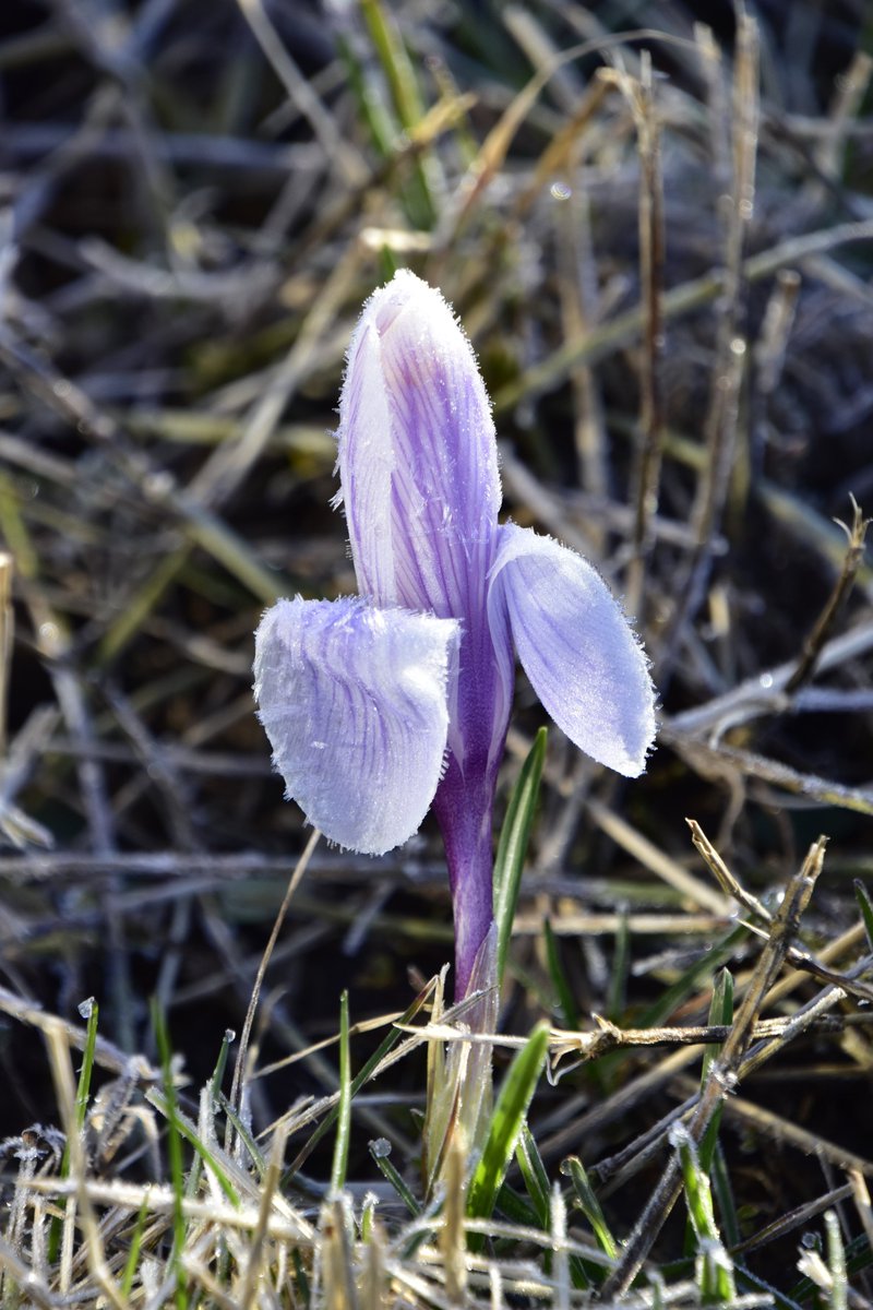 FPImages's tweet image. Early morning frost on crocus, more at fpimages.com