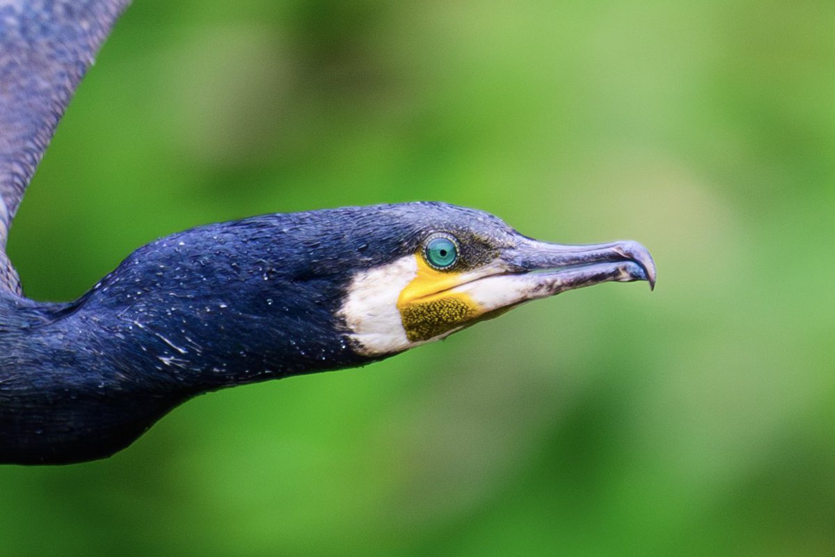 カワウはこの目の色が好きです☺️ #カワウ #Great_cormorant Z8 NIKKOR Z 800mm f/6.3 VR S #私とニコンで見た世界