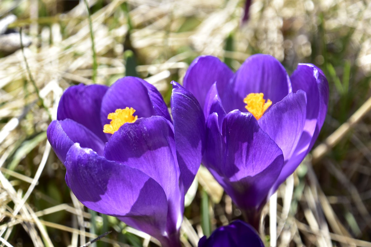 FPImages's tweet image. Purple corcuses