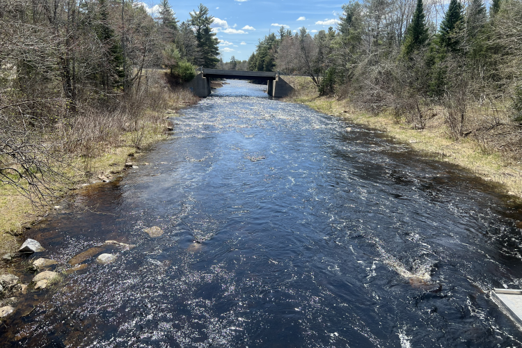 NOAAFish_NEFSC's tweet photo. Endangered #AtlanticSalmon face a lot of challenges, including suitable water temps. Scientist Val Ouellet (@DrVal_O) is compiling the first-ever color portrait of thermal habitats in Maine’s Narraguagus River: https://t.co/sJsWao0i4V. #NEFSCScience #WorldFishMigrationDay https://t.co/CB6SCo1uwL