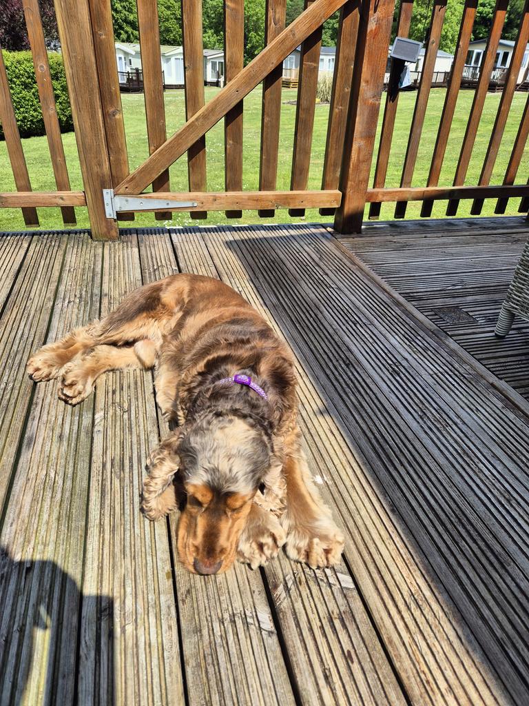 Just doing some sun puddling 🌞
