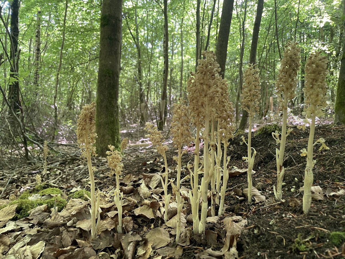 I couldn’t resist a return trip to the Bird’s Nest Orchids today.