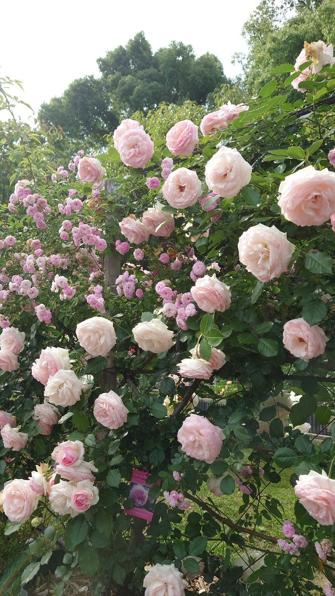 Starmemory83's tweet photo. 番の州公園に午後から友達と行ってきました。
いろんな薔薇が咲いていて綺麗だったし
ほのかに香る薔薇の匂いに
木々の香りに癒されるました(◦ˉ ˘ ˉ◦) https://t.co/6gVBDSOn6T