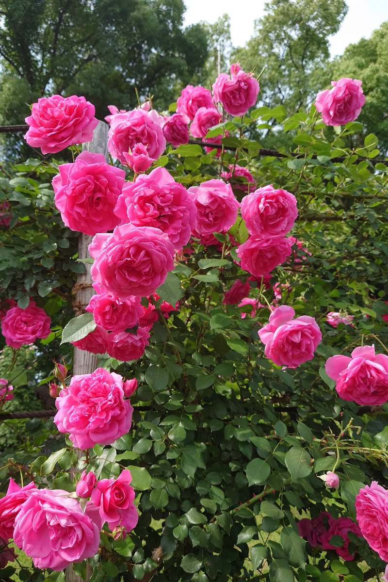 Starmemory83's tweet photo. 番の州公園に午後から友達と行ってきました。
いろんな薔薇が咲いていて綺麗だったし
ほのかに香る薔薇の匂いに
木々の香りに癒されるました(◦ˉ ˘ ˉ◦) https://t.co/6gVBDSOn6T