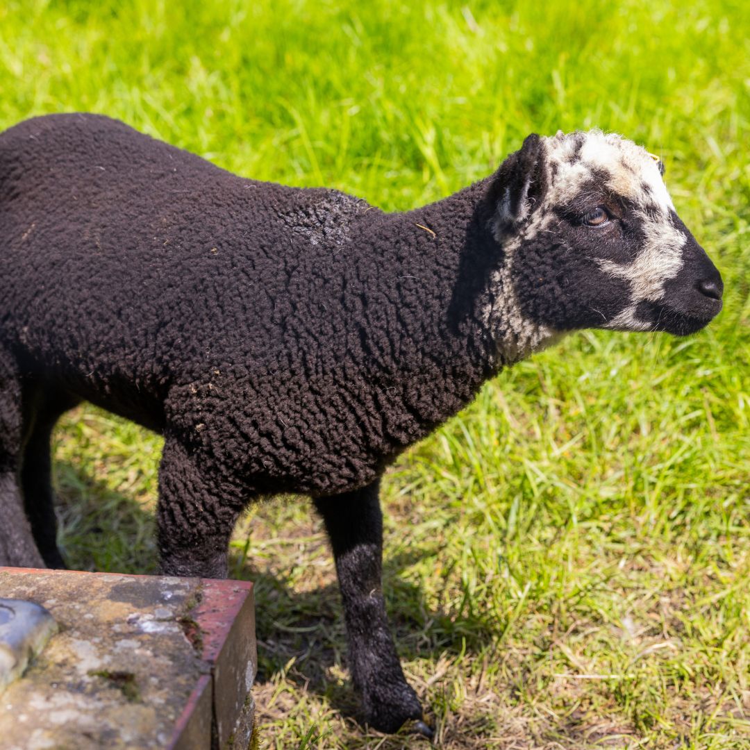 The cutest spring lambs at <a href="/MeanwoodFarm/">Meanwood Farm</a>! 🐑🌱

#spring #leeds #meanwood