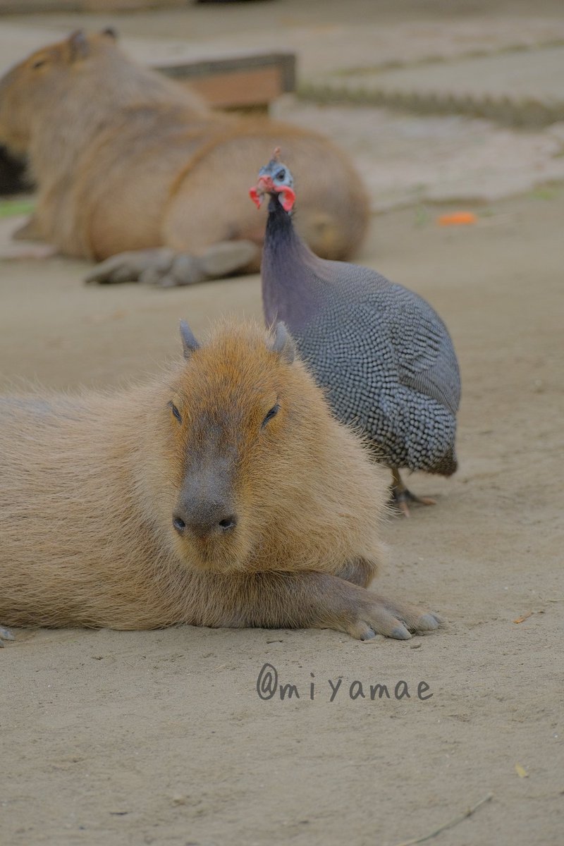 exp_sp's tweet photo. 呼んだ!?
おやすみなさい✨
#カピバラ #かぴばら
#capybara #kapybara
#サユリワールド https://t.co/9xV2oS3Oth