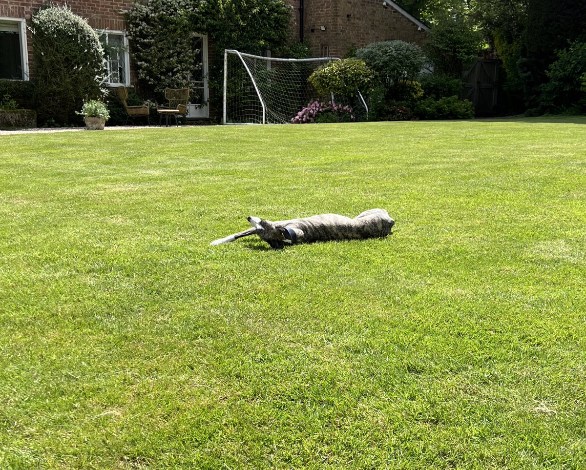 A tough life….. #whippet