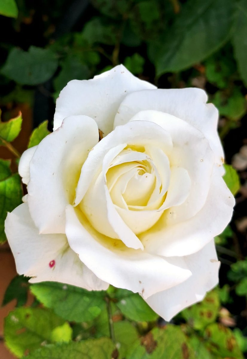 Simplicity is true Beauty.🌹 📸My Rose