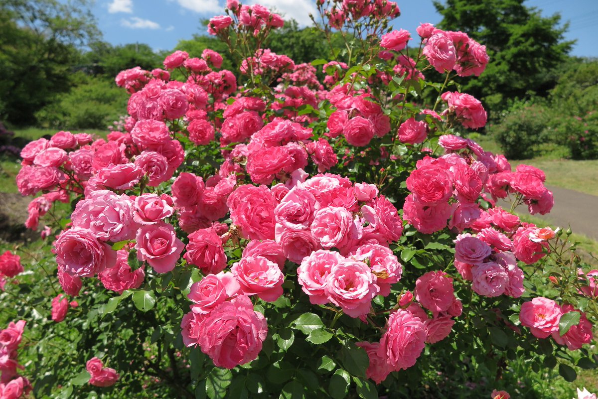 Ibaraki Flower Park, Ibaraki, Japan, May 25, 2024 #roses #flowers #ibarakiflowerpark #park #nature #garden