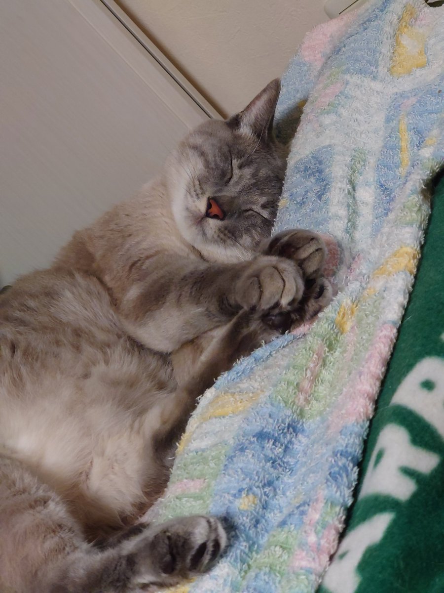 mmm314314mmm's tweet photo. うちの子たち油断し過ぎ😂
#猫のいるしあわせ 
#ねこがすき https://t.co/we062Xe8Lt