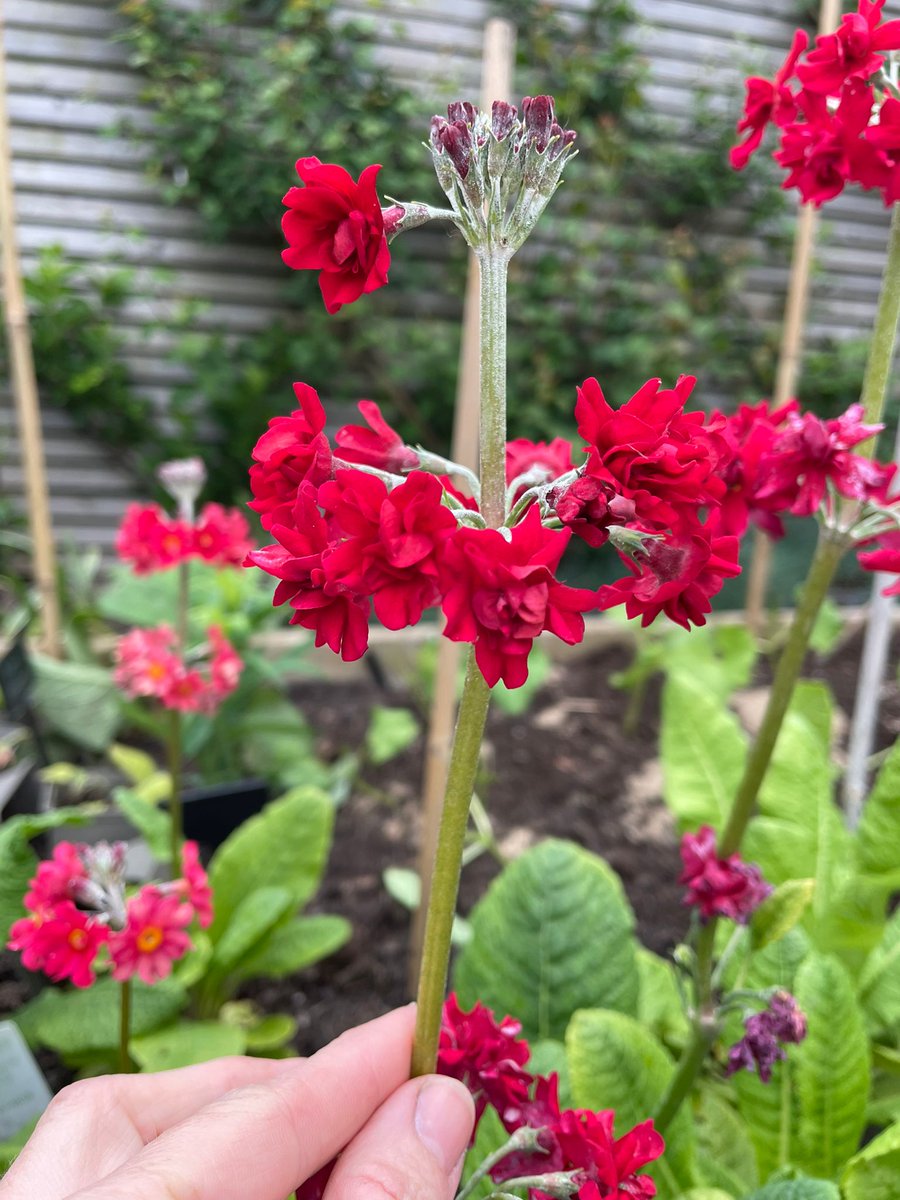 Genesis Plant Mktg (@genesispmltd) on Twitter photo Primulas on test for potential release in 2025. Tissue culture stock in process. Another discovery with <a href="/johnlenson/">John Jones</a> Primulas on test for potential release in 2025. Tissue culture stock in process. Another discovery with <a href="/johnlenson/">John Jones</a>
