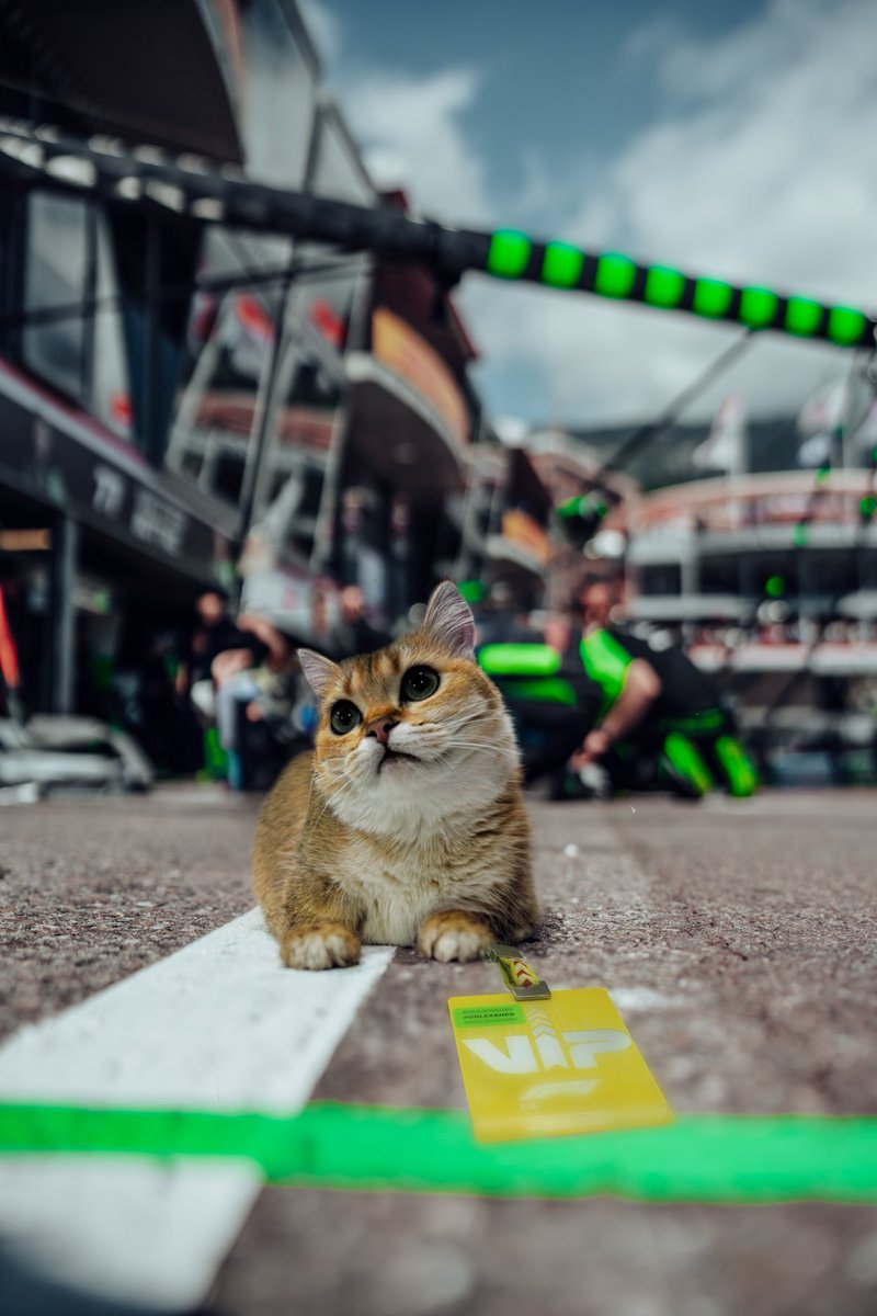 stakef1team_ks's tweet image. Move over Leo, there’s a new paddock pet in town 🐈

@ZhouGuanyu24 @Charles_Leclerc 

#MonacoGP 🇲🇨