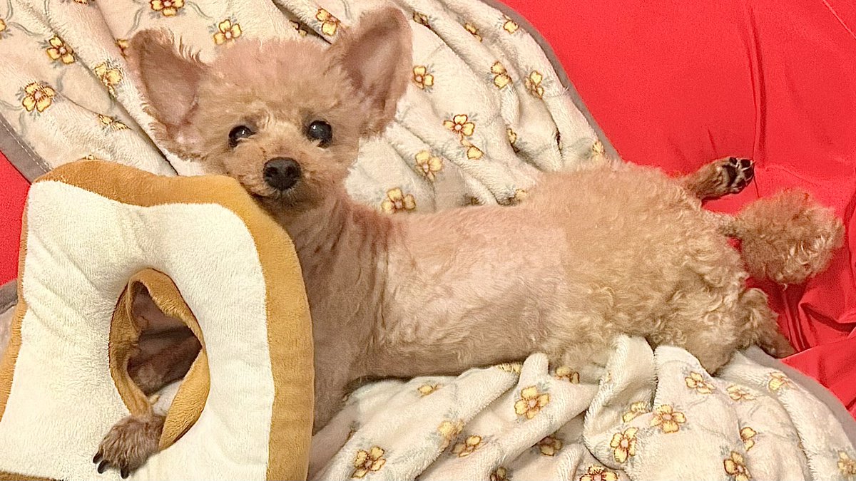 🌼りん tweet media