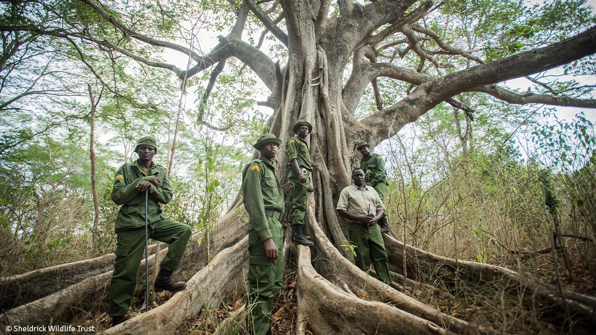 A single tree can support dozens of species. So imagine the collective impact on wildlife when areas are deforested. Stopping habitat loss means securing wild lives for the future, which is why stopping activities like charcoal production in protected areas is so important.