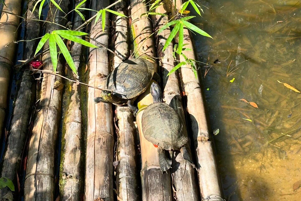 ZooBelize's tweet photo. Happy World Turtle Day from the Belize Zoo!
We’re “shellebrating” the amazing turtles that call Belize home.
#belizezoo #bestlittlezoointheworld #animalsofbelize #nativewildlife #conservation #belizewildlife #zoosandaquariums #belizevacation #turtlesofbelize #freshwaterturtles https://t.co/CgtNEPtgiC