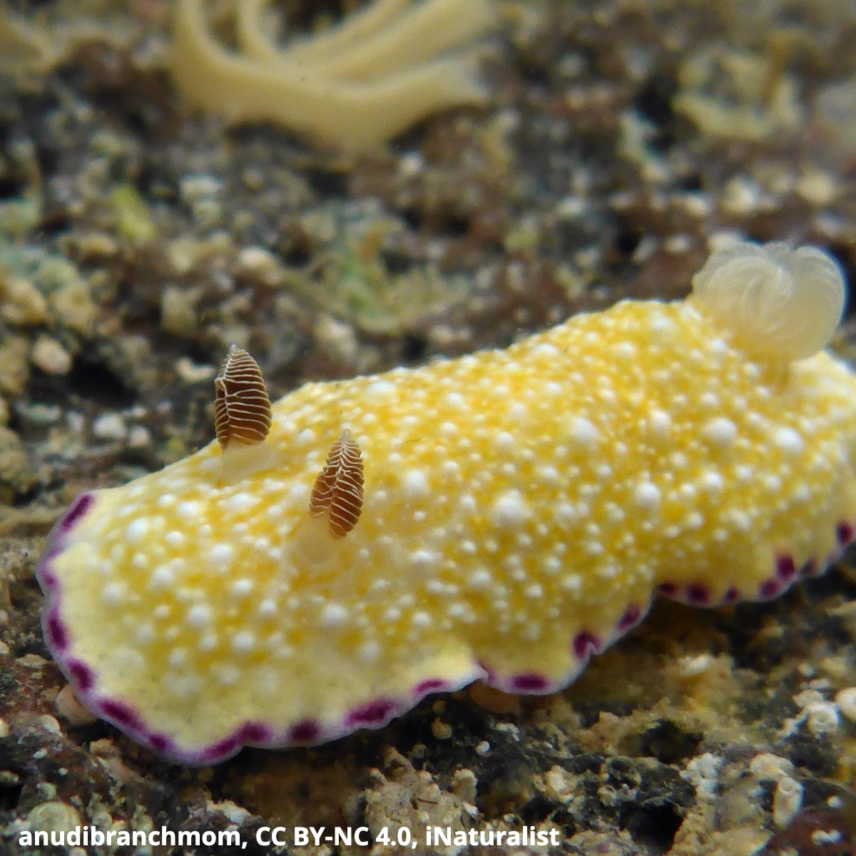 That's no swimming pastry: It's the purple-edged nudibranch! This tiny sea slug grows up to 1.2 in (30 mm) long. Found off the coast of Hawaii, this nocturnal critter rests under rocks during the day. Over 2,000 nudibranch species exist and new ones are discovered constantly!