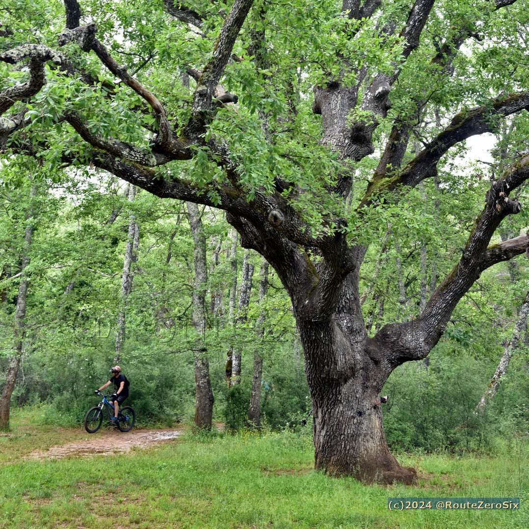 Le sanctuaire des vieux chênes dans la forêt du Défens à Montauroux (Département du Var). Cette forêt qui borde la zone protégée des Gorges de la Siagne, s'apprécie à pied ou à VTT #Montauroux #Siagne #GorgesdelaSiagne #LeVar #CotedAzur #PaysdeFayence