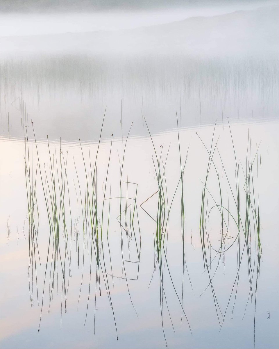 Today’s picture. This summer I’ll be trying to do more reeds images
