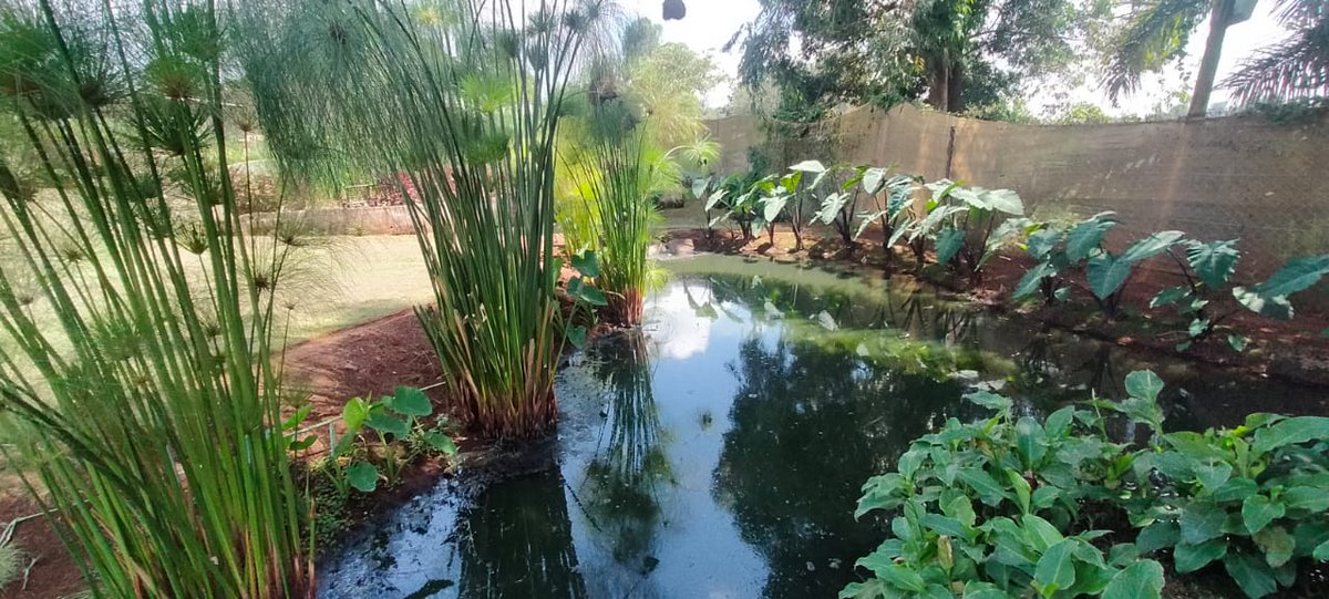 JohnMaiguaj04's tweet photo. An innovation on water waste management in Kariki farm. This is a man made wetland to purify water before it is released back to the environment this are the initiative that @UNEP @Sdg13Un needs to support the youths so that to have sustainable water management.
#Catchment2Tap https://t.co/5oTNfBhkxy
