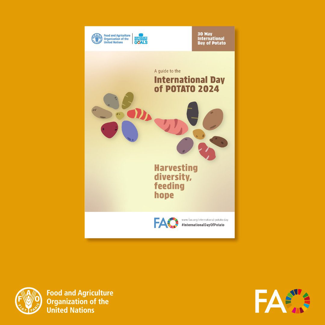 This 30th May will be the first-ever #InternationalDayOfPotato! Do you want to learn more about this staple food regularly consumed by over 1️⃣ billion people in the 🌍 and so important in #Rwanda? 🥔🇷🇼 📗 Download @FAO's new guide here 👉🏾 ow.ly/cy4K50QPVMv