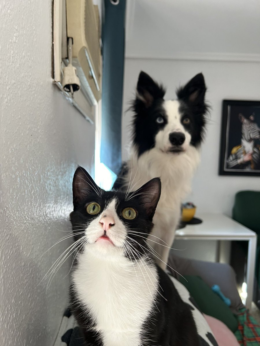 franri05's tweet photo. Vitani y Sarabi están en adopción conjunta, son dos gemelos los cuales no estamos dispuestos a separar por el amor que se tienen el uno al otro, tienen un año aprox, y son tremendamente buenos y cariñosos💘

Están en Sevilla 📍 pero pueden viajar ✈️

📞 638653107 https://t.co/s2vPv4CPcr