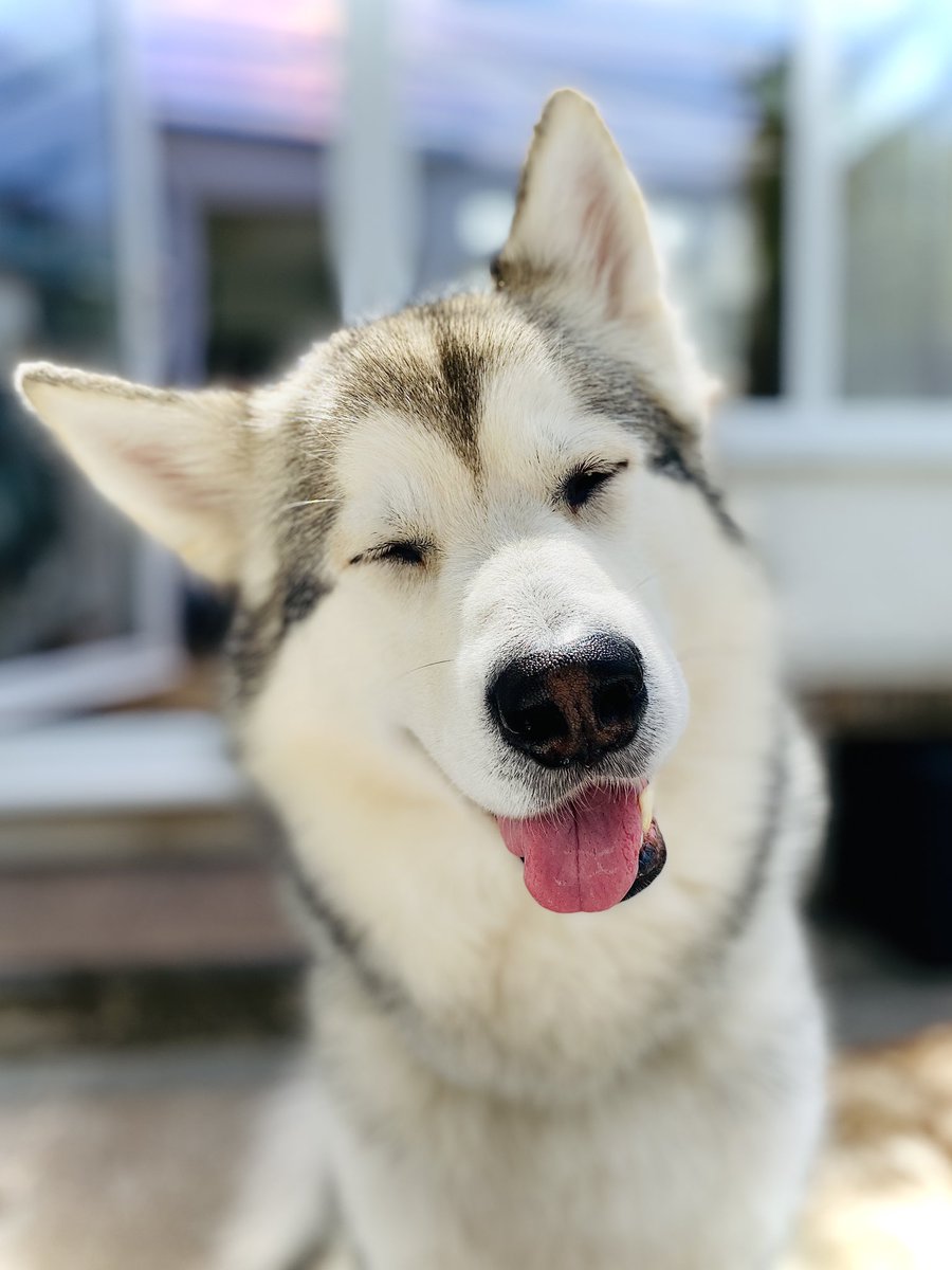 bevvypix's tweet photo. And he knows he is beautiful even in the hot sun #malamute #snowdog #husky  #huskymalamute #dog https://t.co/8IaEJt0zNW