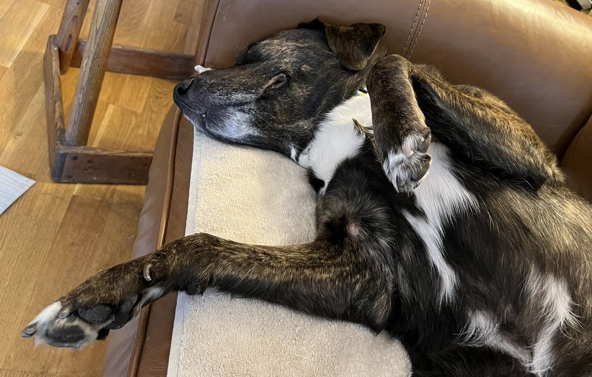 hudsonette's tweet photo. Ella has the right idea for #slothsaturday ๐๐ถ๐ฉท https://t.co/34IwMr8vOg