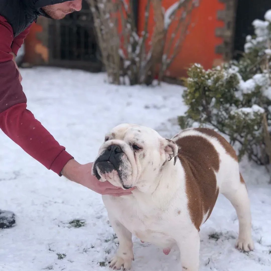 bulldog_club1's tweet photo. 🐶 Am i cute?🤪🐶🐾🐾
#britishbulldogs #juliusk9 #frenchbulldog #rawfood #frenchiesofinstagram #britishbulldogpuppy #britishbulldog #ultimatebullyz #bluetri #bluetribully https://t.co/abublIBL8K