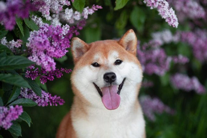 Kabosu, Famous Shiba Inu Who Inspired Dogecoin, Floki And Other Dog Cryptos, Dies At 18 🐶🐶🐶 Kabosu, the beloved Shiba Inu pup who inspired the creation of Dogecoin, passed away at the age of 18. What Happened: As per an update from the X account dedicated to the legendary