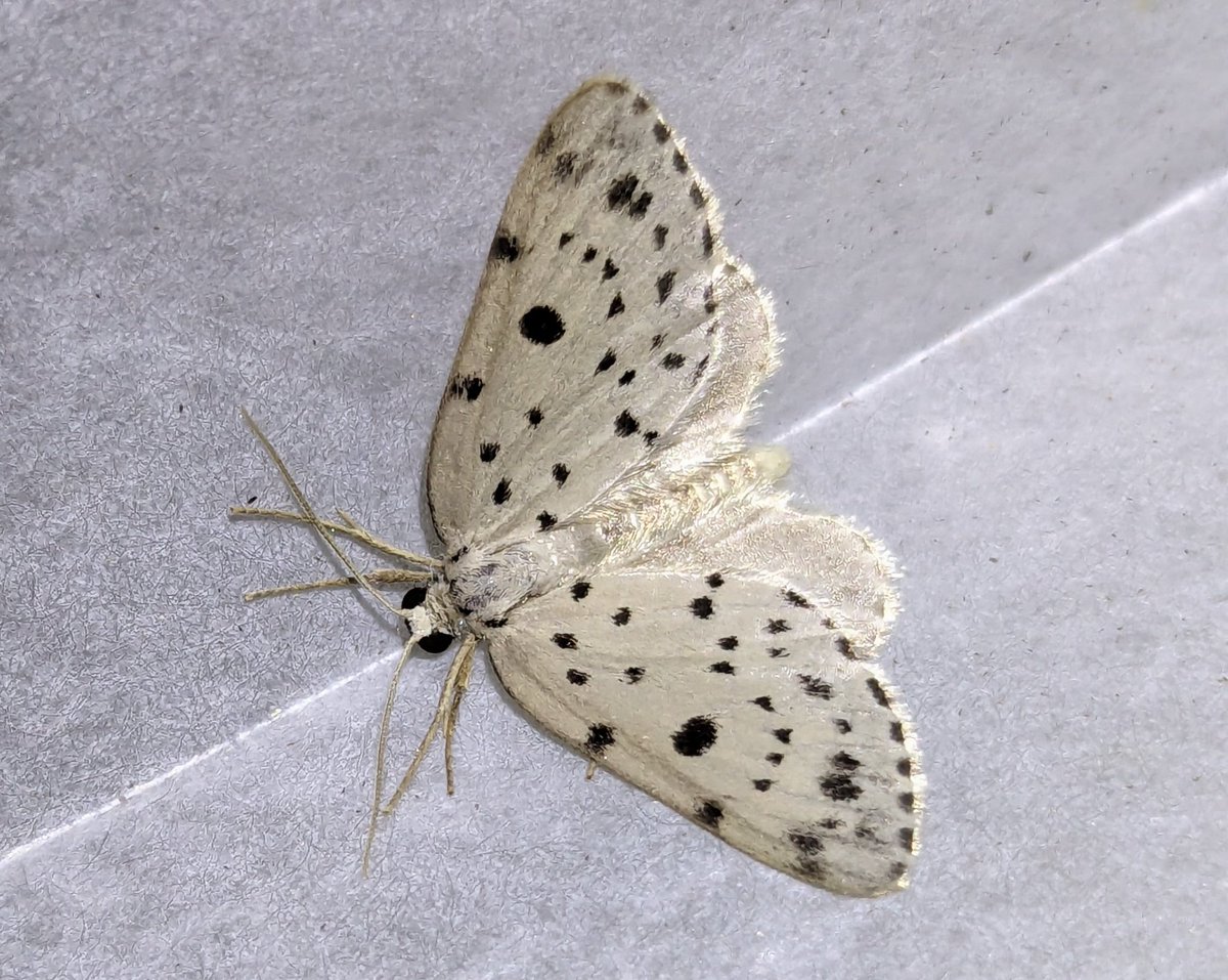 ゴマダラシロナミシャク
Naxidia maculata
2024.5.25
愛知県 北設楽郡

初見のナミシャク。
ジャゴケ食べてるのかな？みんな蛾の写真をヒントに探してみるのも面白いかも。
#尺投げ