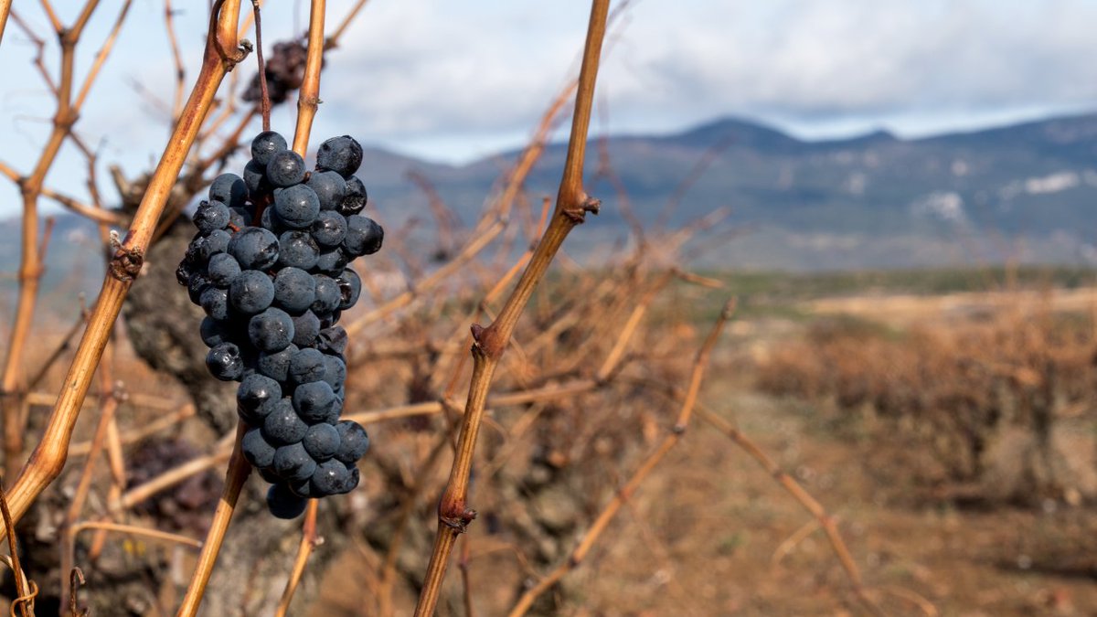 13. The most widely-grown grapes in Spain are:

Airén (White) —

An excellent variety to make Brandy, which requires a high volume of grapes.

Tempranillo (Red) —

Most commonly associated with the Ribera del Duero and Rioja wine regions.