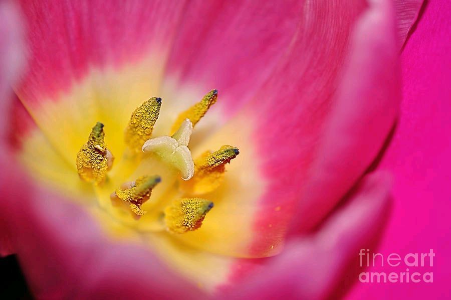 #Tulip #Beauty #stamen #macro 2 Print by Kaye Menner #Photography Wide variety #Prints & lovely #Products at: bit.ly/3UQeV1c