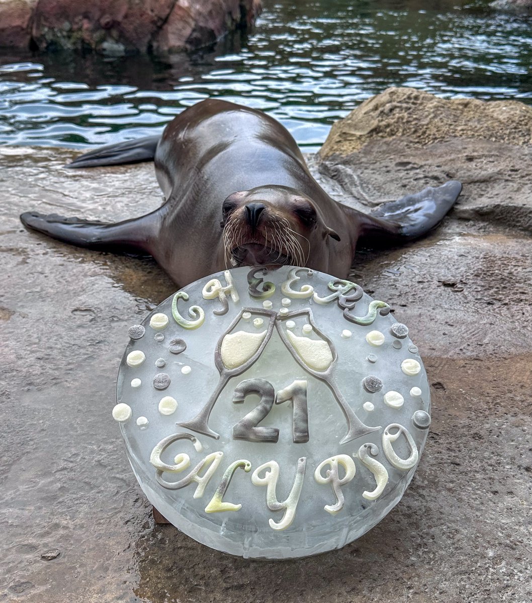 houstonzoo's tweet photo. Cheers, Calypso! 🥂 Our California sea lion turns 21 today and her keepers made her a celebratory ice birthday cake. Calypso has the longest whiskers of any in our colony and is very vocal and energetic. Stop by to wish her a happy birthday!  

📸: Sea Lion Keeper Maggie https://t.co/guo265OFD3