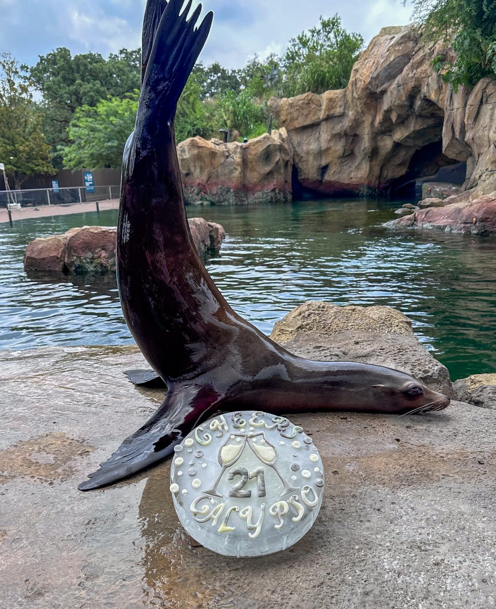 Cheers, Calypso! 🥂 Our California sea lion turns 21 today and her keepers made her a celebratory ice birthday cake. Calypso has the longest whiskers of any in our colony and is very vocal and energetic. Stop by to wish her a happy birthday!  

📸: Sea Lion Keeper Maggie